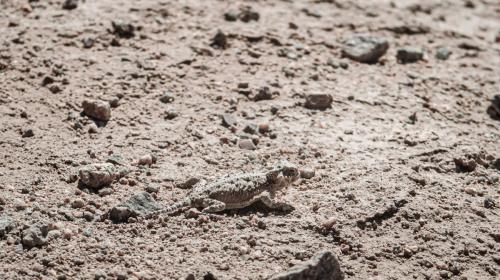 Horned lizard in Owens Valley