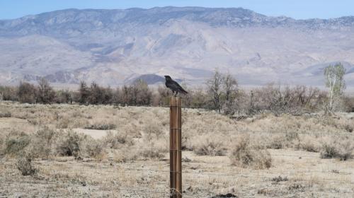Raven on fence post in Owens Valley